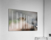 American Pika Acrylic Print