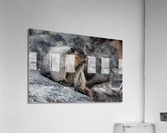 Hoary Marmot Acrylic Print