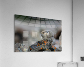 American Pika Acrylic Print