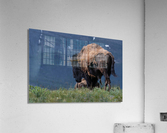 Male Bison Acrylic Print
