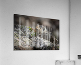 American Pika Acrylic Print