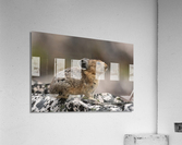 American Pika Acrylic Print
