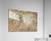 Coyote Impression acrylique