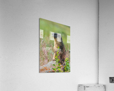 Yellow-bellied Marmot Acrylic Print