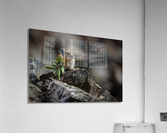 American Pika Acrylic Print