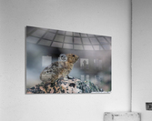 American Pika Acrylic Print