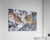 American Pika Impression acrylique