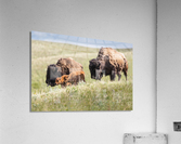 Female Bison with Calves Acrylic Print