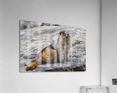 Hoary Marmot Acrylic Print