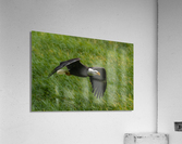 Bald Eagle Acrylic Print