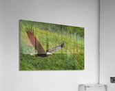 Bald Eagle Acrylic Print