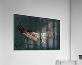 Osprey Acrylic Print