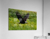 Bald Eagle Acrylic Print
