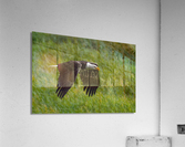 Bald Eagle Acrylic Print