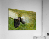 Bald Eagle Acrylic Print