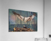 Osprey Acrylic Print