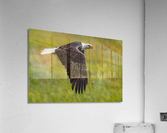 Bald Eagle Acrylic Print