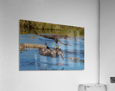 Juvenile Bald Eagles Acrylic Print