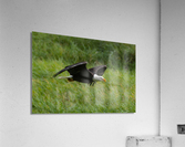 Bald Eagle Acrylic Print