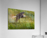 Bald Eagle Acrylic Print