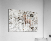 Bighorn Ram Acrylic Print
