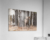 Bighorn Ram Acrylic Print
