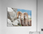 Bighorn Ram Acrylic Print