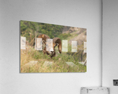 Bighorn Ram Acrylic Print