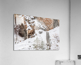 Bighorn Ram Acrylic Print