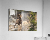 Bighorn Ram Acrylic Print