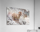 Bighorn Ram Acrylic Print