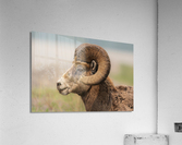 Bighorn Ram Acrylic Print
