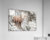 Bighorn Ram Acrylic Print
