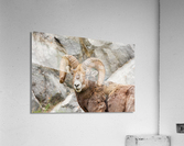 Bighorn Ram Acrylic Print