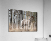 Bighorn Ram Acrylic Print