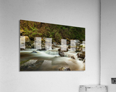 Forest Stream Acrylic Print