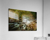 Forest Stream Acrylic Print