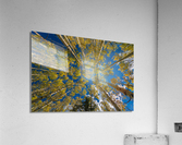 Fall Aspens Acrylic Print