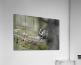 Northern Pygmy Owl Acrylic Print