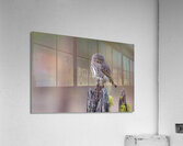 Northern Pygmy Owl Acrylic Print