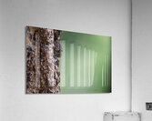 Northern Pygmy Owl Acrylic Print