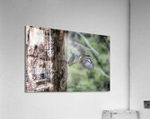 Northern Pygmy Owl Acrylic Print