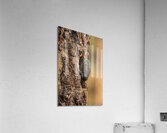 Northern Pygmy Owl Acrylic Print