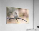 Northern Pygmy Owl Acrylic Print