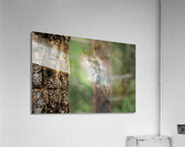 Northern Pygmy Owl Acrylic Print