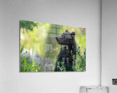 Grizzly Cub Acrylic Print