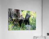 Grizzly Cub Acrylic Print