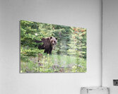Grizzly Bear Acrylic Print