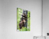 Grizzly Cubs Acrylic Print