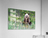Grizzly Cub Acrylic Print
